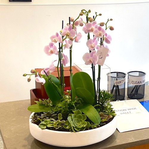 Pink phalaenopsis orchids with succulents in a white ceramic bowl for a floral studio Raleigh